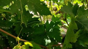 Как цветёт и результаты цветения винограда. 17.06.23