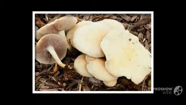 Stropharia riparia - fungi kingdom смотреть онлайн