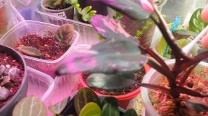 Лист комнатного растения не может раскрыться. Что можно сделать?