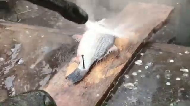 Чистим рыбу мойкой керхером смотреть онлайн