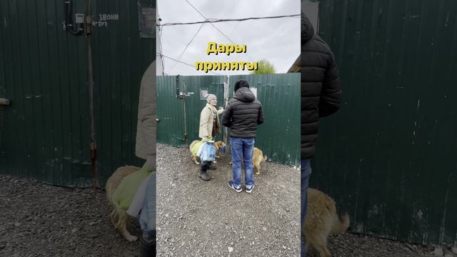 В ГОСТИ К СОБАКАМ