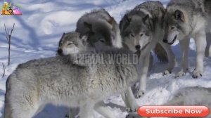 wolves mating | wolf mating | Animals Mating