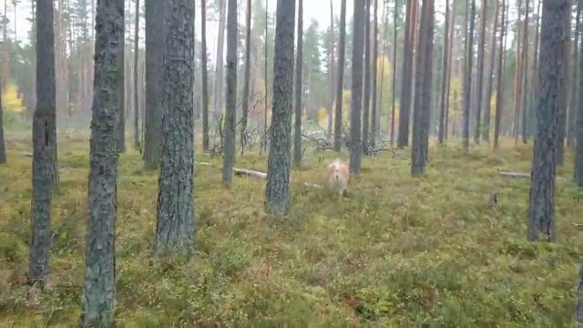 Карелия-лес и Рыжая лиса