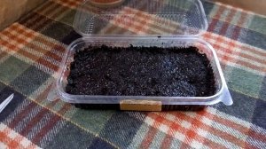 Флоксы однолетние посадка