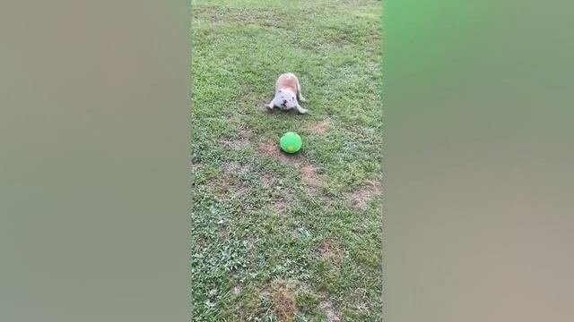 Смешное и забавное видео
