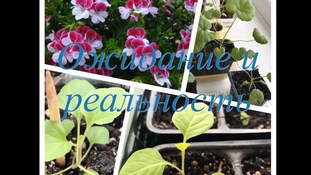 купить семена фуксии на алиэкспресс смотреть онлайн