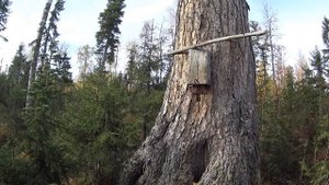 80 дней в тайге. Пушной промысел. Видеодневник. Часть 1