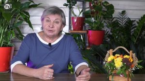 Почему НЕЛЬЗЯ Класть в ПОЧВУ ГИПС ✔️ Раскисление почвы Гипсом