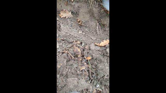 коп по древнему лесу... древний топор и много интересного смотреть онлайн