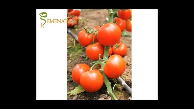 Десперадо F1 домати семена на ниска цена - оригинална опаковка Енза Заден смотреть онлайн