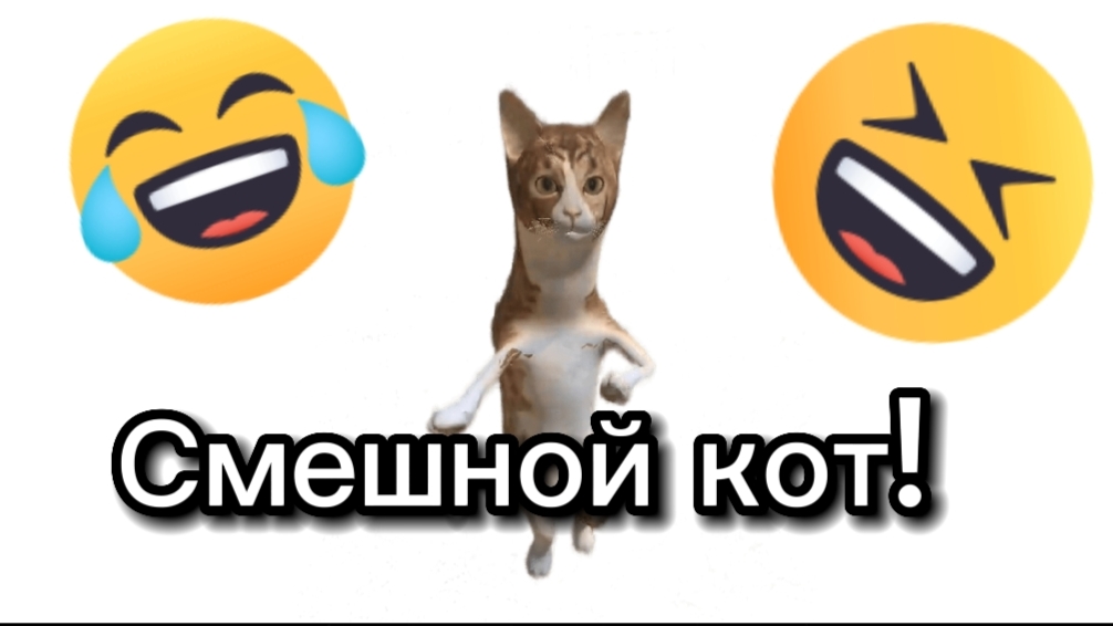 Смешной котик!