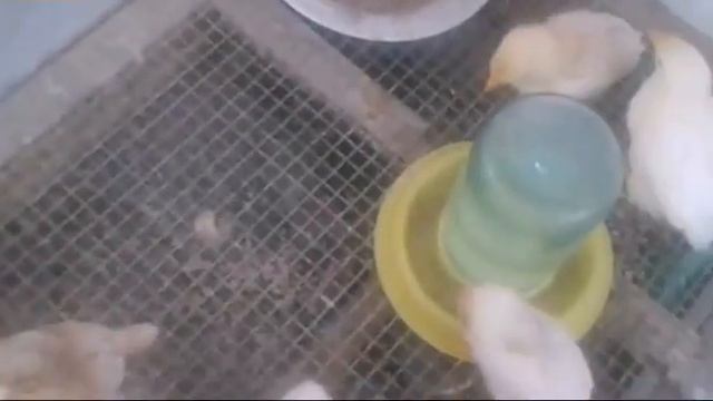 Уход за цыплятами.  Цыплятам 2 недели
