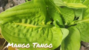 Хоста Mango Tango