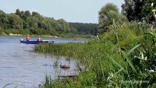 РЕКА ЛЕТОМ со Звуками Природы и Пением Птиц | Красивая Природа - для Релакса  👏 🍃