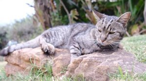 Кошки чувствуют порчу и нечистую силу. Какие признаки?