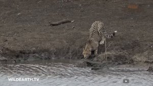 100 Случаев, Когда Животные Связались Не с Тем Противником