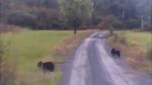 Медведица с медвежатами