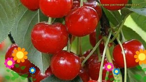 Вишня обыкновенная Панди. Краткий обзор, описание характеристик prunus cerasus Pandy