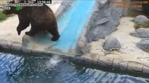 Насыщенный день #Медведь#Мансур#Орешково