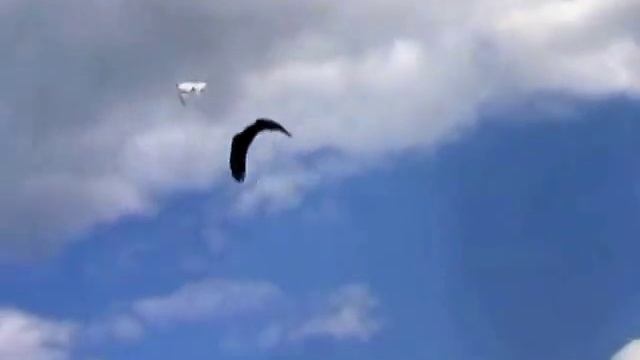 Футаж-Белый и черный голуби смотреть онлайн