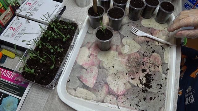 ГАЦАНИЯ. ВСХОДЫ И ПИКИРОВКА.ПОДРОБНО смотреть онлайн