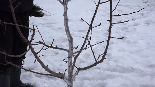 Обрезка груши - Мраморная (2020) смотреть онлайн