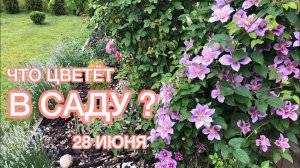 Прогулка по САДУ после дождя ? Что цветёт 28 июня ? Клематисы, розы