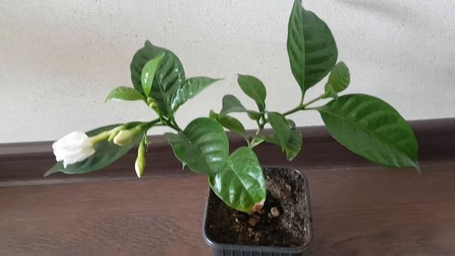 Табернемонтана комнатный цветок с прекрасным ароматом смотреть онлайн