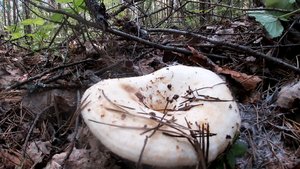 ГРУЗДИ ВОТ ЭТО НАХОДКА! ГРИБЫ В АВГУСТЕ 2022.