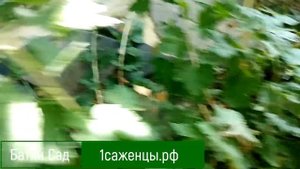 Крыжовник Звездочет