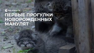 Первые прогулки новорожденных манулят