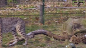 Wildlife Animals Mating