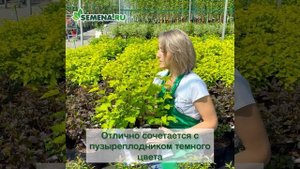 Пузыреплодник Дартс Голд