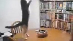 Кот танцует стоя на задних лапах