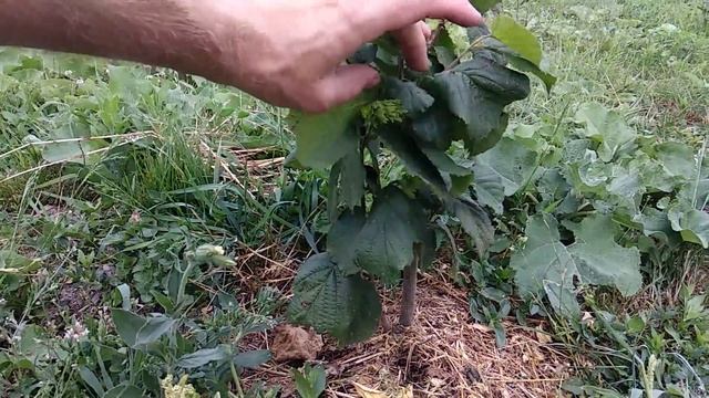 Плодоношение фундука в Тамбовской области смотреть онлайн