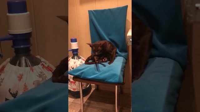 Так начиналась наша история ❤️ ОРИЕНТАЛЬНАЯ котосемейка❤️