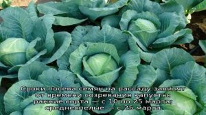 Как ухаживать за капустой в открытом грунте