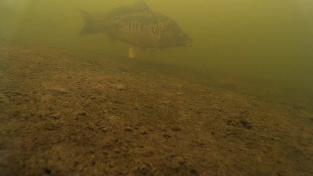 зеркальный карп зимой смотреть онлайн