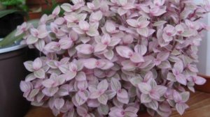 Каллизия розовая (комнатная)