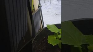 Огурец трюкач. Огород на подоконнике. 27 дней после всходов.