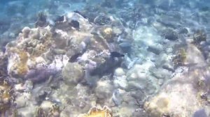 Вьетнам. Остров-заповедник Хон Мун 2019