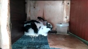 Кролики,Миксы,Как можно доиграться с миксованием,последствия.ВЕС КРОЛИКА НЕУДАЧНОГО МИКСА