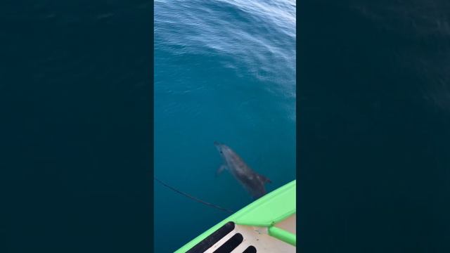 Прогулки в открытое море 🌊 на катамаране Барракуда 🦈 Видео: Savage смотреть онлайн