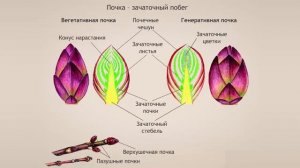Побег. Биология