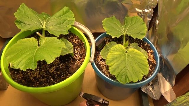 Обзор на тестовую рассаду гигантской тыквы смотреть онлайн