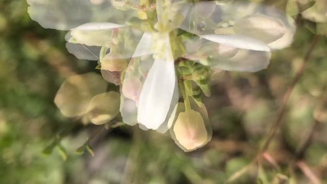 Gata rabiosa (Clematis flammula) смотреть онлайн