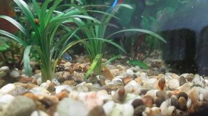 кормление рыбок дафнией  Дафния Магна и Моина