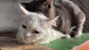 Cat in heat 😻 || Bon vs xka6 || Munchkin Mate || Cat breeding 😺