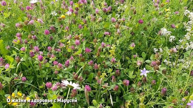 ТРАВА ДЛЯ ЧИСТЫХ СОСУДОВ ОТ ХОЛЕСТЕРИНА /ЖЕНСКОГО ЗДОРОВЬЯ@natureMarusya