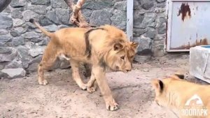 Киара и Север-Алай.. Так рождается львиная дружба и любовь ??❤❤ #animals #lion #челябинск